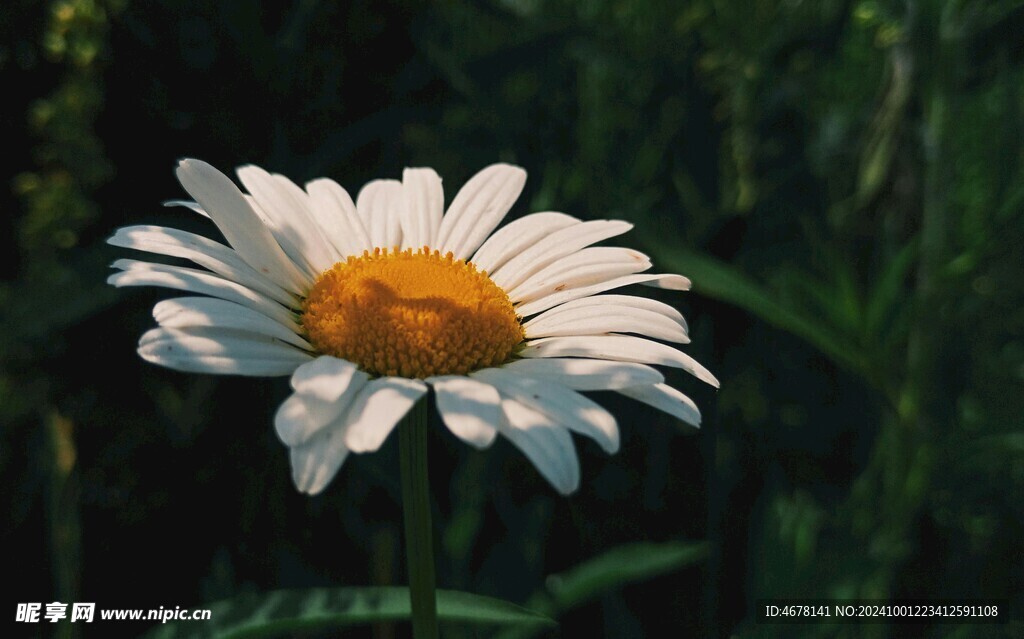 小雏菊图片