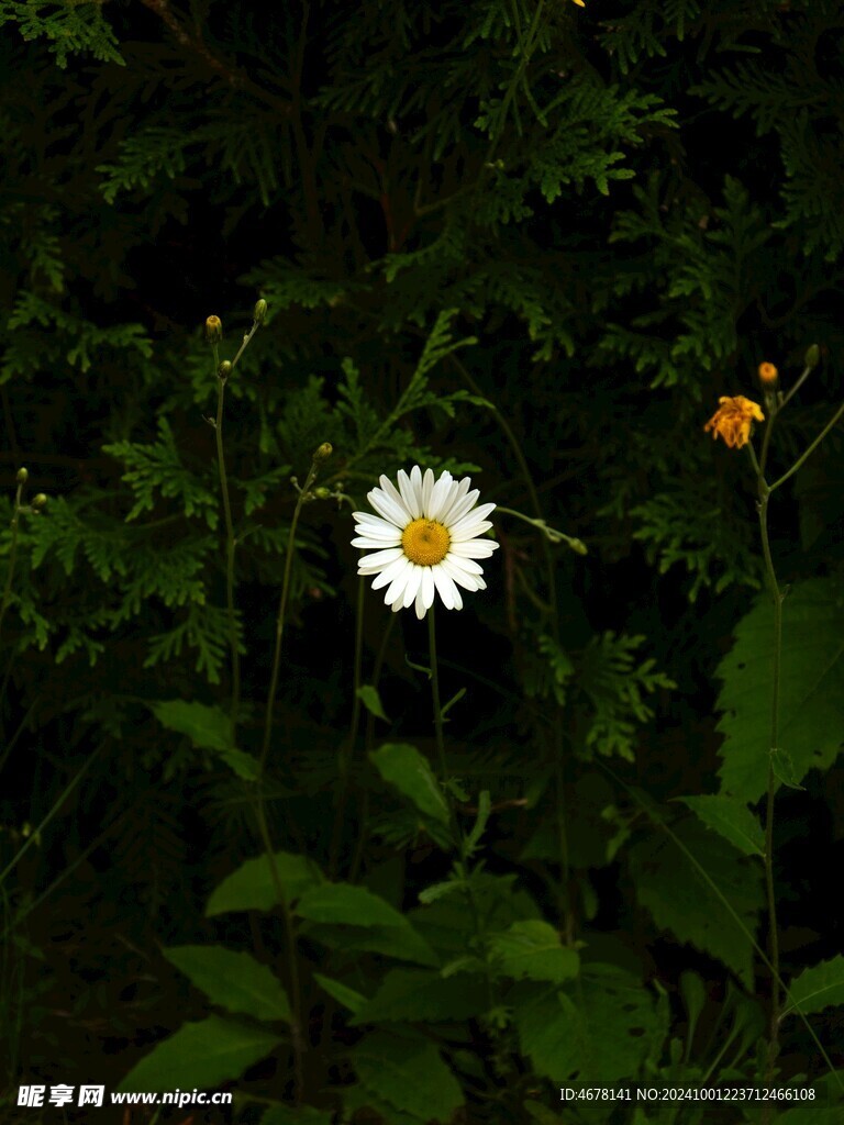 小雏菊图片