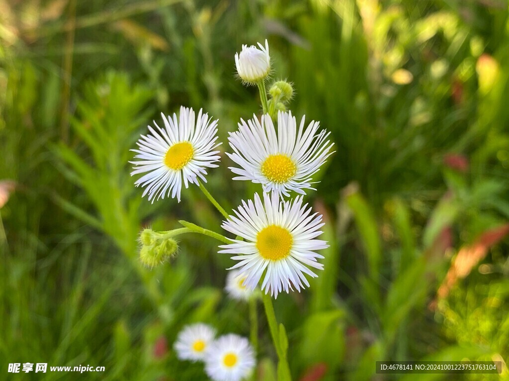 小雏菊图片