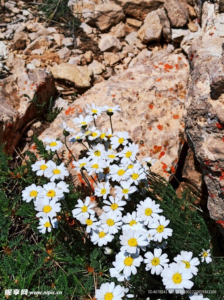 小雏菊图片