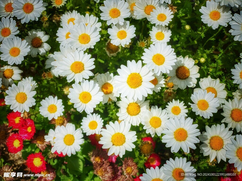 小雏菊图片