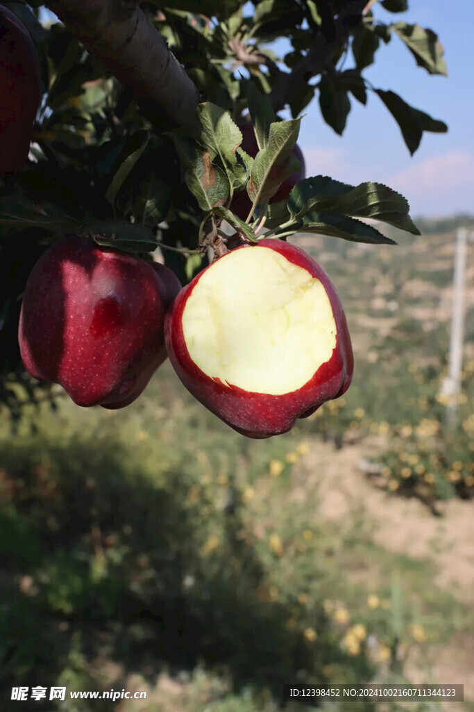 苹果