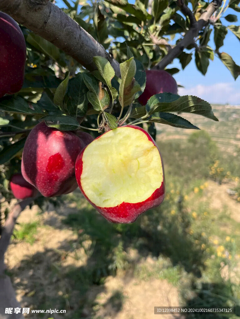 红苹果