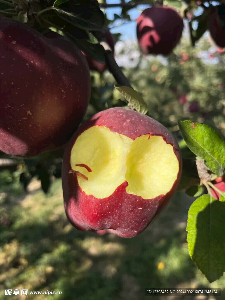 苹果