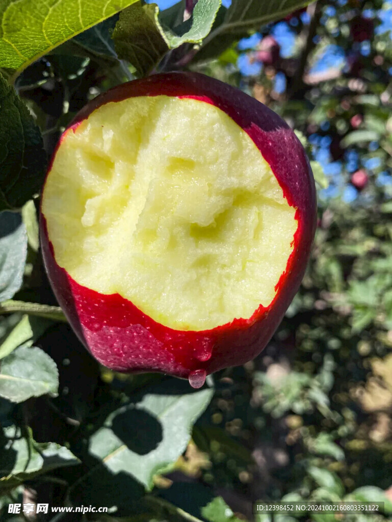 苹果