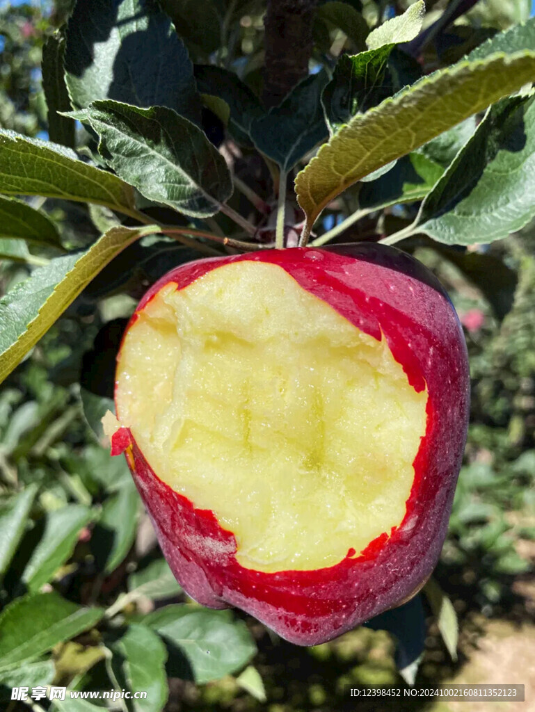 苹果