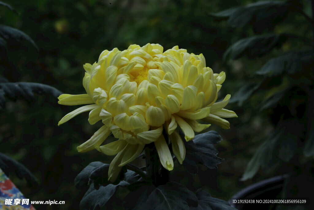 菊花  