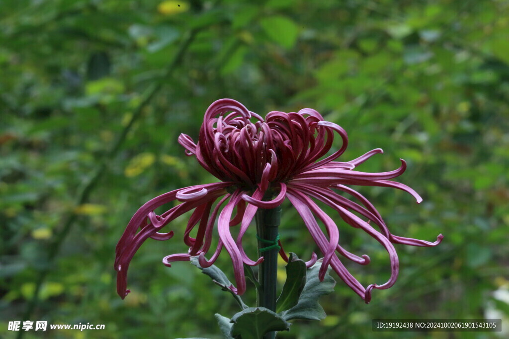 菊花  