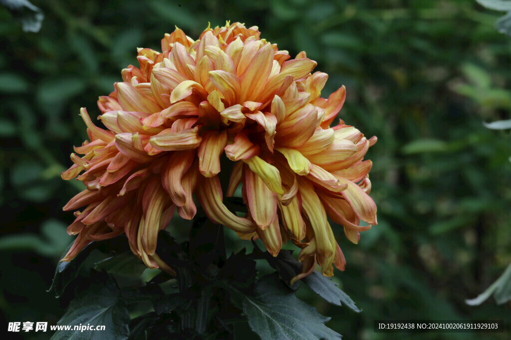 菊花  