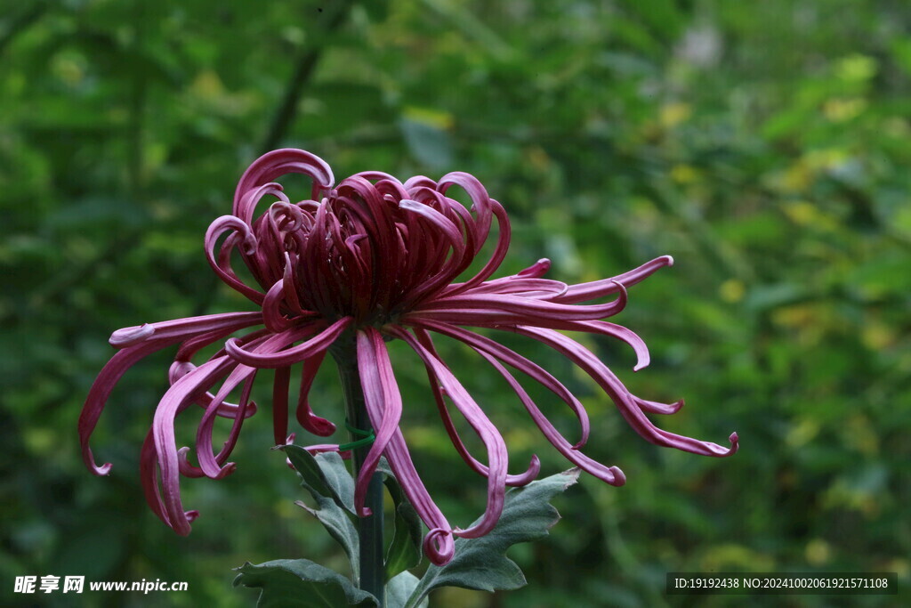 菊花  