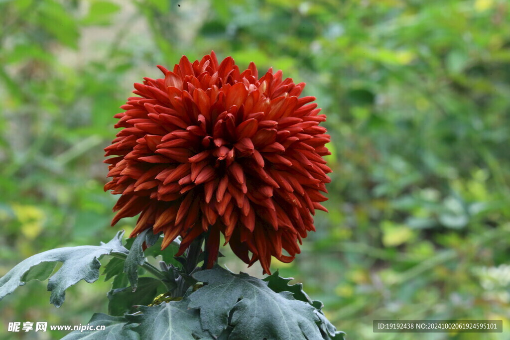 菊花 
