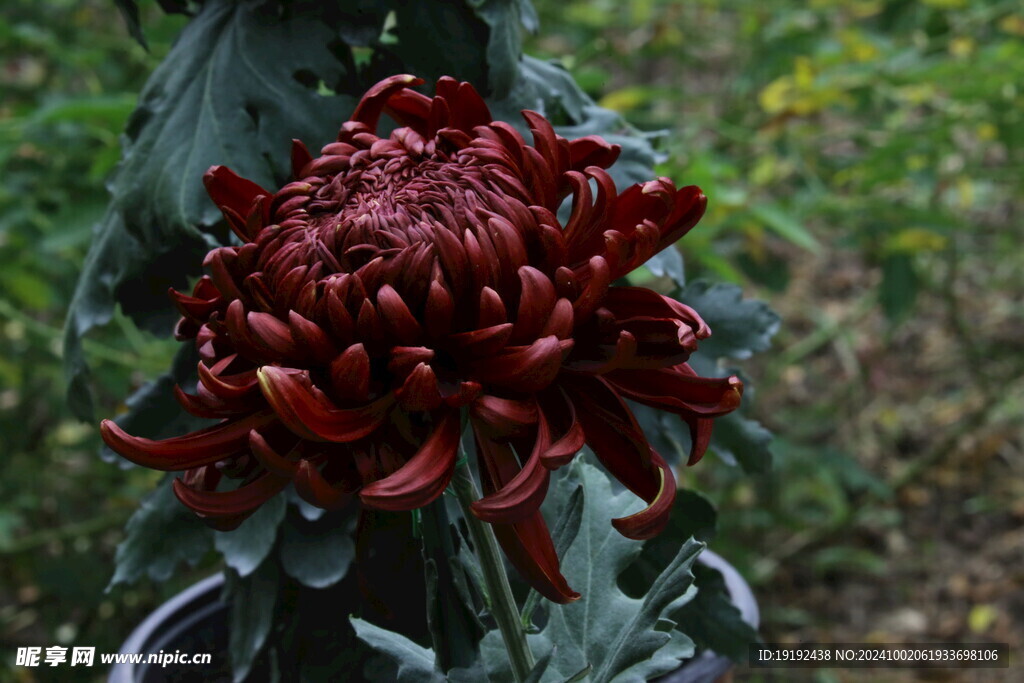 菊花 