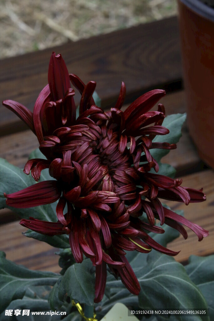 菊花 