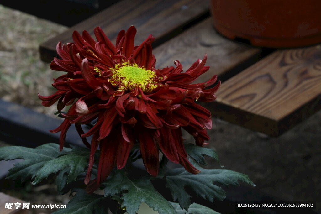 菊花  