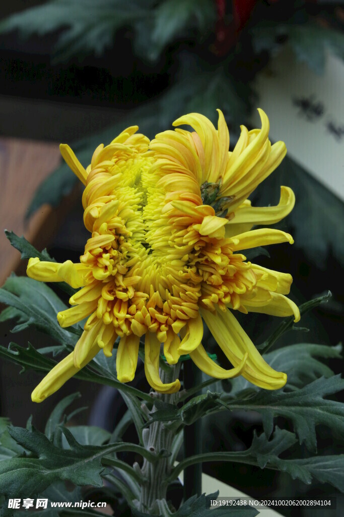 菊花  