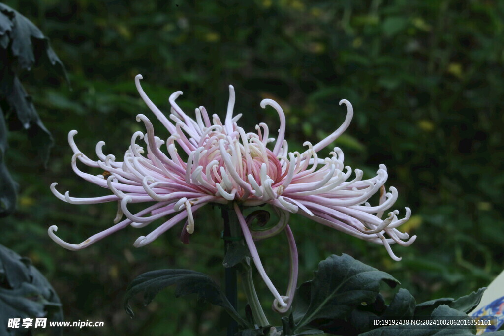 菊花  