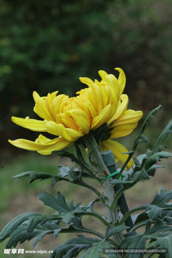 菊花  