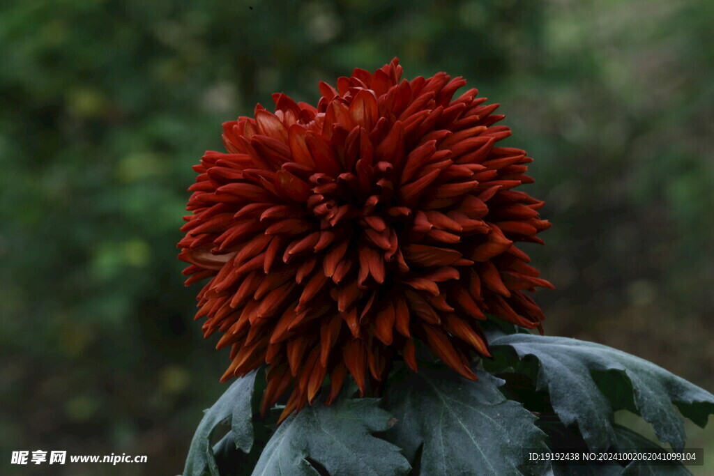 菊花  