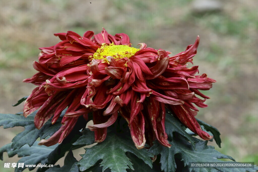 菊花  