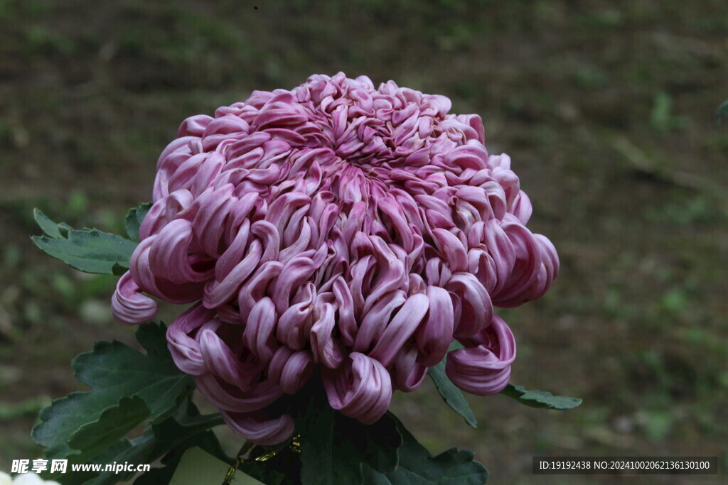 菊花  