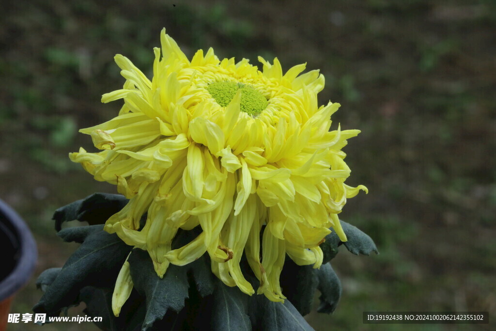 菊花  