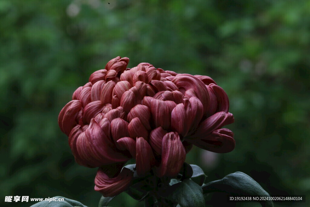 菊花  