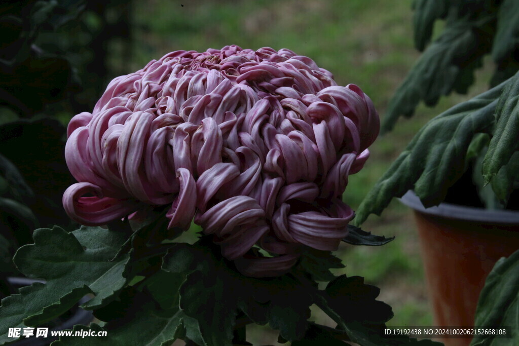 菊花 