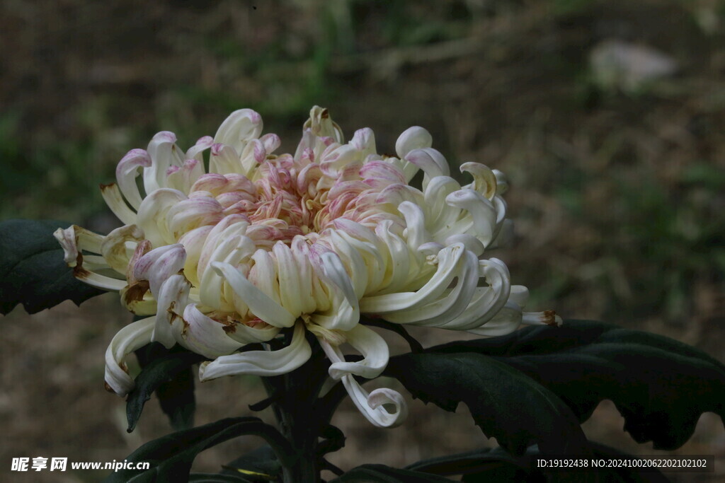 菊花  