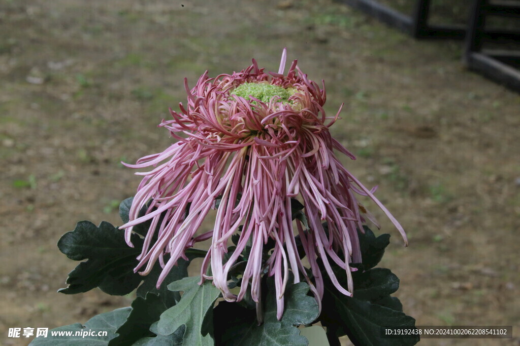 菊花 