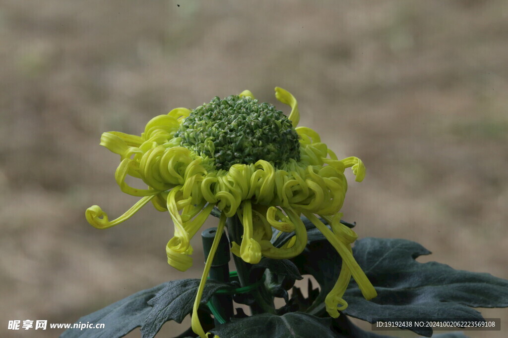 菊花  
