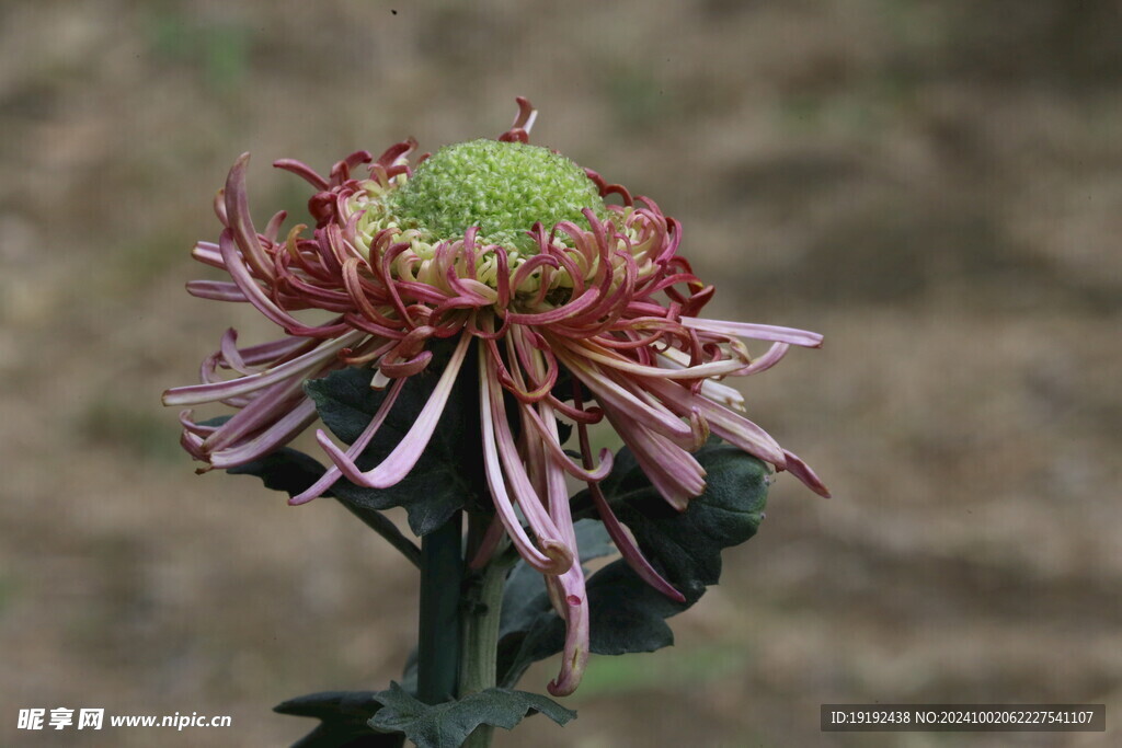 菊花  