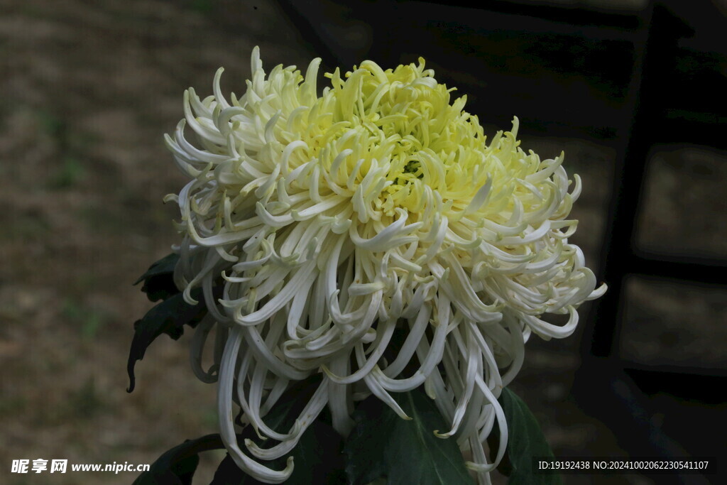 菊花  