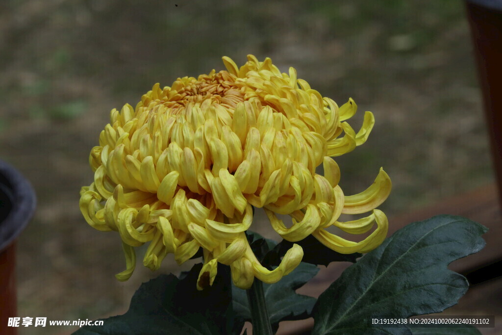 菊花 