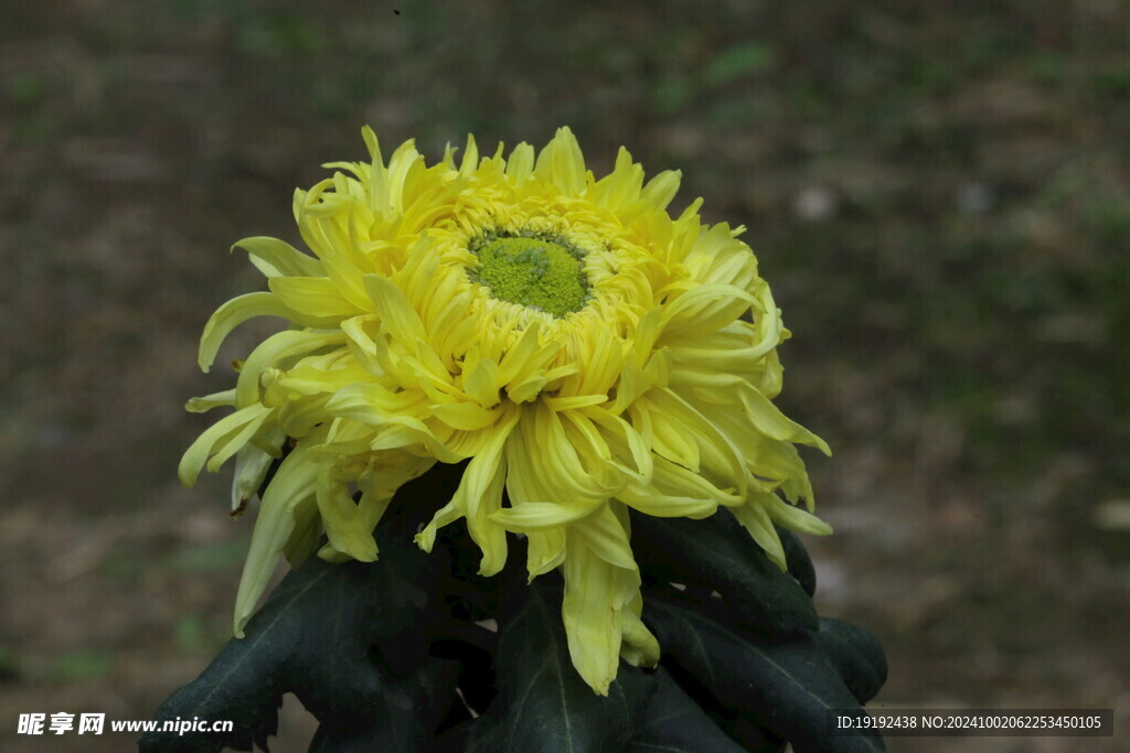 菊花  