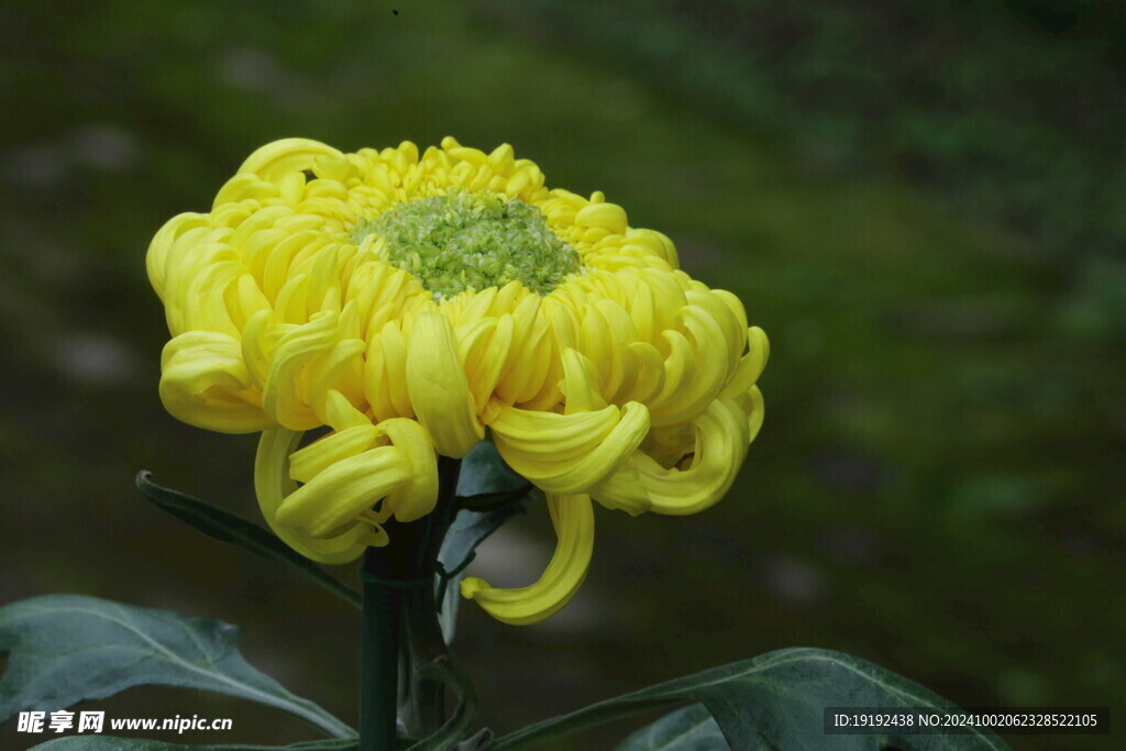 菊花 