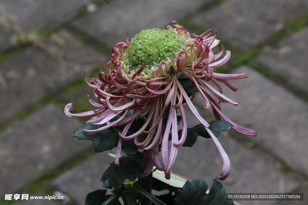 菊花  