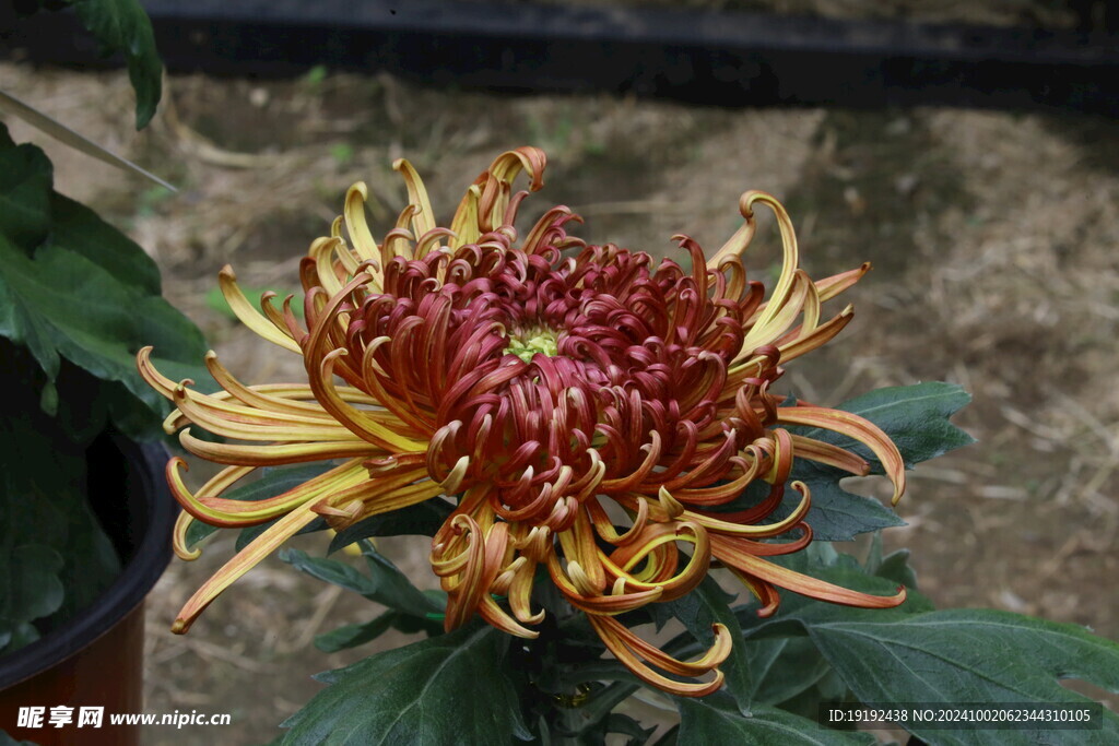 菊花 