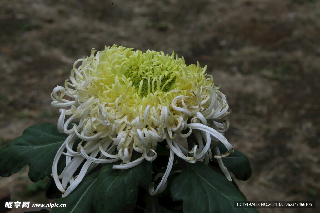 菊花  