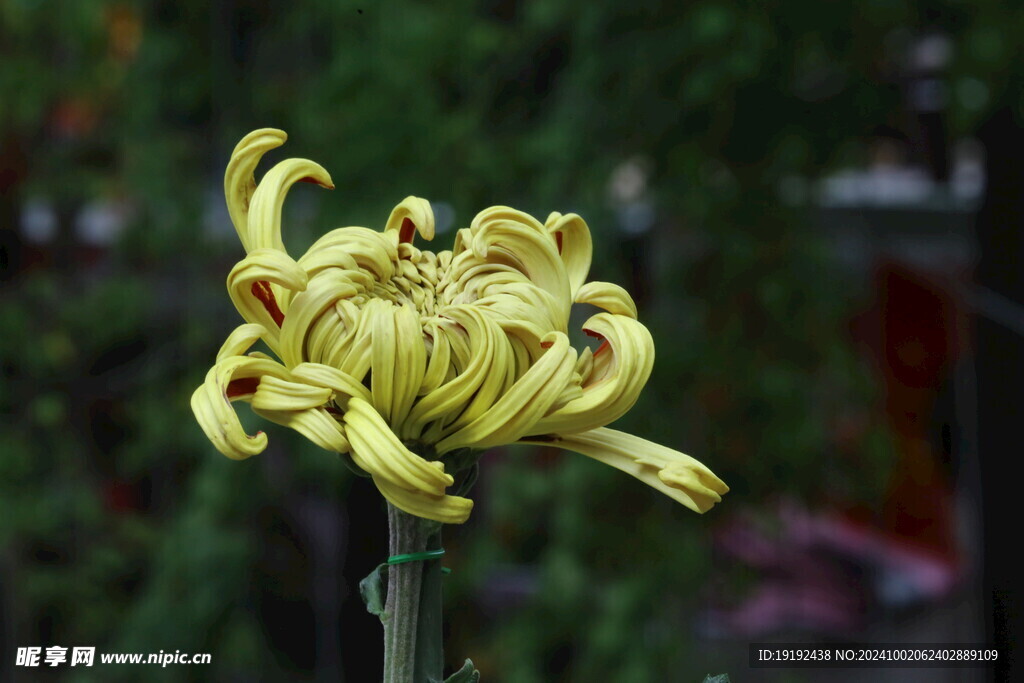 菊花 