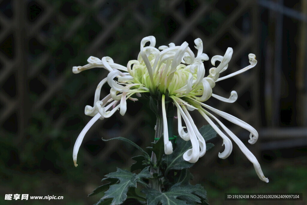 菊花  