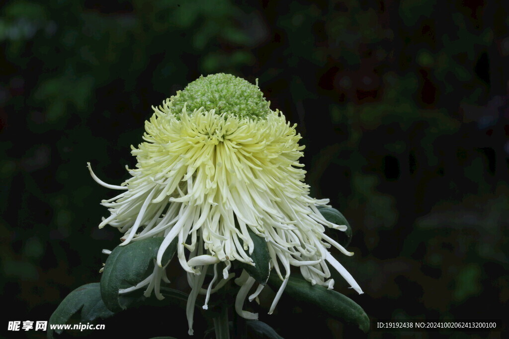 菊花 