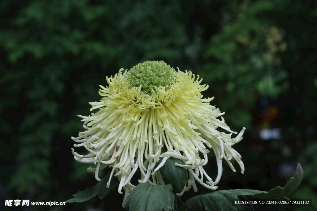 菊花 