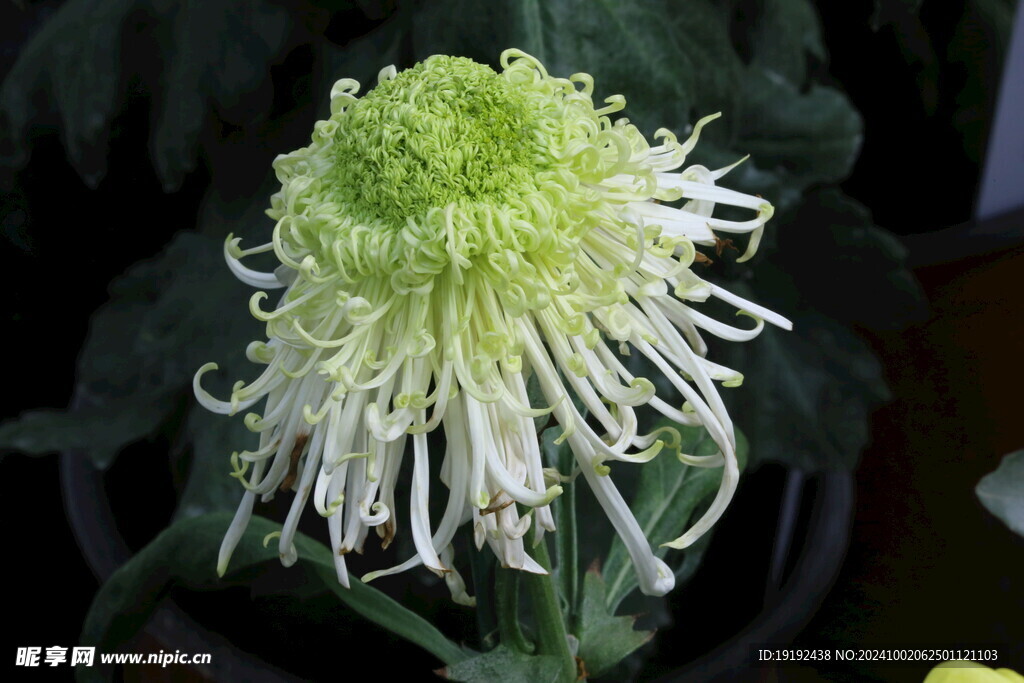 菊花  