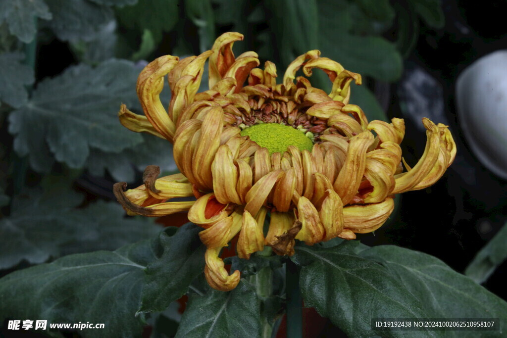 菊花  
