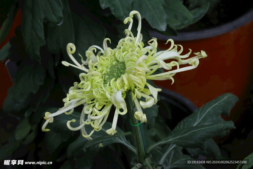 菊花  