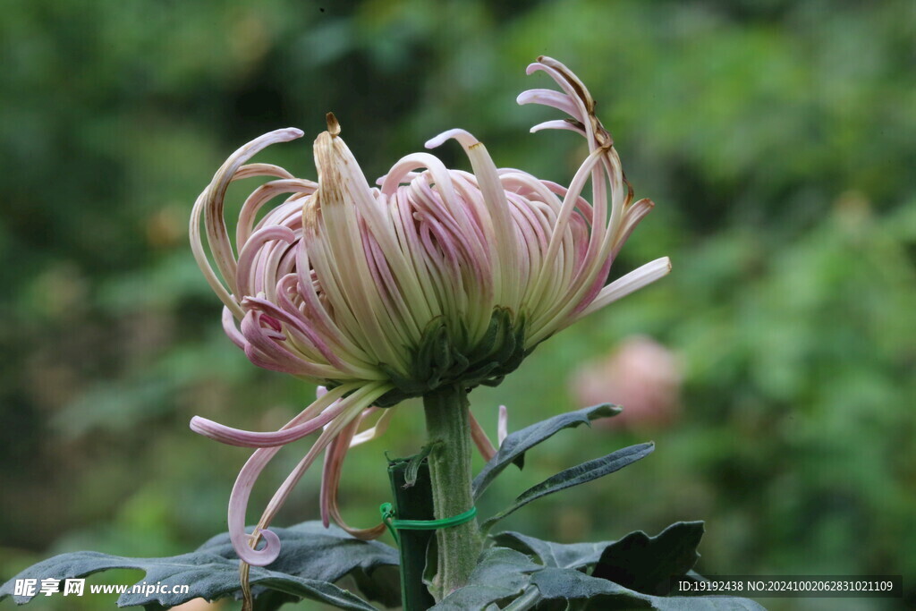 菊花  
