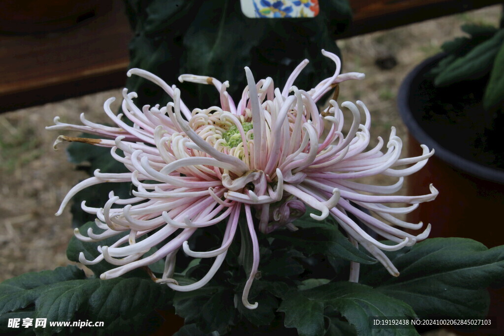 菊花  