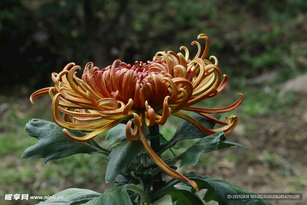 菊花 