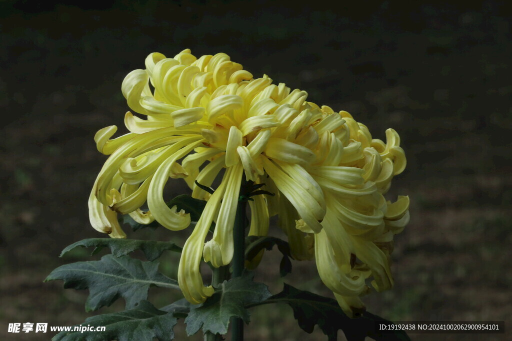 菊花 