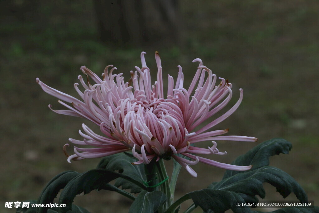 菊花 